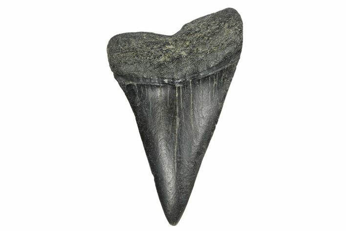 Fossil Broad-Toothed Mako Tooth - South Carolina #172060